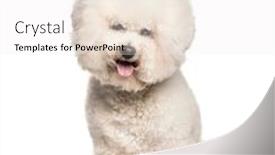  Presentation with white pigeon against the blue - Cool new PPT layouts with bichon-frise-sitting-against-white backdrop and a sky blue colored foreground