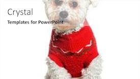  Presentation with camera - Slides consisting of bichon-frise-sitting-and-looking background and a white colored foreground