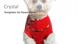  Presentation with camera - PPT layouts having bichon-frise-sitting-and-looking background and a white colored foreground
