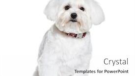  Presentation with front of burj khalifa - Slide set featuring bichon-frise-sitting-in-front background and a white colored foreground