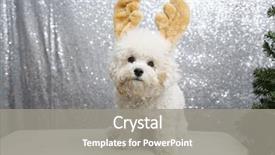  Presentation with sequin - Presentation theme having bichon frise wears christmas antler background and a light gray colored foreground
