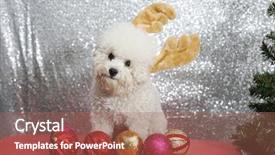  Presentation with sequin - Presentation theme featuring bichon frise wears christmas antler background and a violet colored foreground
