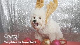  Presentation with silver christmas - Amazing PPT theme having bichon frise wears christmas antler backdrop and a violet colored foreground