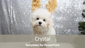  Presentation with sequin - Slides consisting of bichon frise wears christmas antler background and a gray colored foreground