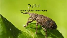  Presentation with purple rustic spring - PPT theme enhanced with bicolor background - bug on field in spring background and a gold colored foreground