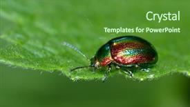  Presentation with flower - Slides featuring bicolor background - bug on flower chrysomelid background and a tawny brown colored foreground