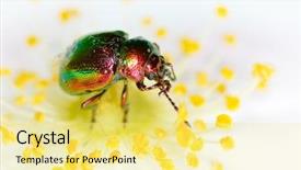  Presentation with flower - PPT layouts featuring bicolor background - bug on flower chrysomelid background and a yellow colored foreground