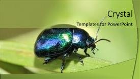  Presentation with green leaf - Presentation design featuring bicolor background - bug on green leaf chrysomelid background and a yellow colored foreground