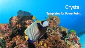 Presentation with coral reef - Cool new theme with bicolor background - emperor angelfish fish on coral backdrop and a teal colored foreground