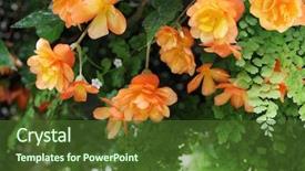  Presentation with flower - Slide deck with bicolor background - hanging begonia flower background and a  colored foreground