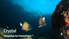  Presentation with coral - Amazing theme having bicolor background - ring angelfish fish on coral backdrop and a navy blue colored foreground