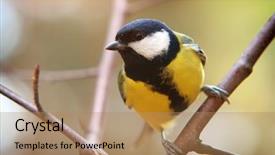  Presentation with underwater wild nature sea life - Colorful PPT theme enhanced with bicolor background - titmouse on branch wild backdrop and a coral colored foreground