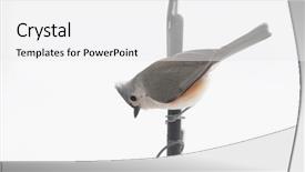  Presentation with pumpkin seeds as pumpkin - Colorful PPT theme enhanced with bicolor background - tufted titmouse looking for bird backdrop and a  colored foreground