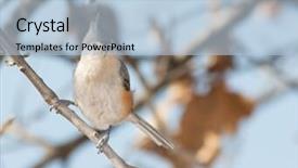  Presentation with oak tree - Beautiful presentation theme featuring bicolor background - tufted titmouse perched backdrop and a  colored foreground