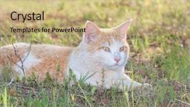  Presentation with fresh ginger root on white - Audience pleasing slide deck consisting of bicolor background - white and ginger tomcat lying backdrop and a coral colored foreground