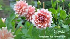  Presentation with pink himalayan salt himalayan salt - Amazing presentation design having bicolor dahlias in the garden backdrop and a forest green colored foreground