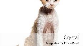  Presentation with cat and moon - Slides having bicolor-sitting-devon-rex-cat background and a white colored foreground
