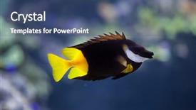  Presentation with marine propeller - Cool new slide set with bicolored foxface siganus uspi marine backdrop and a ocean colored foreground