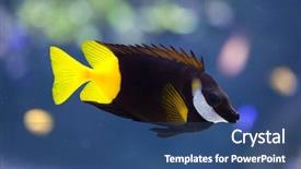  Presentation with marine - Slides with bicolored foxface siganus uspi marine background and a ocean colored foreground