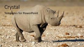  Presentation with black - PPT layouts with bicornis in natural habitat etosha background and a  colored foreground