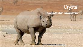  Presentation with black - Audience pleasing PPT layouts consisting of bicornis in natural habitat etosha backdrop and a  colored foreground
