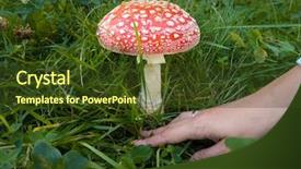  Presentation with bid - Amazing PPT theme having bid amanita mushroom backdrop and a tawny brown colored foreground