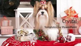  Presentation with islamic decorations decoration and motif - Presentation theme featuring biewer york terrier and christmas background and a coral colored foreground