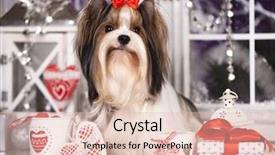  Presentation with islamic decorations decoration and motif - Theme enhanced with biewer york terrier and christmas background and a lemonade colored foreground