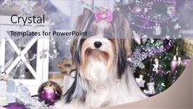  Presentation with islamic decorations decoration and motif - Slide deck featuring biewer york terrier and christmas background and a light blue colored foreground