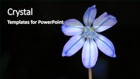  Presentation with wild flower - Slide set enhanced with bifolia wild flower over blak background and a black colored foreground