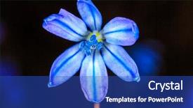  Presentation with wild flower - Cool new theme with bifolia wild flower over blak backdrop and a cobalt blue colored foreground