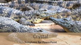  Presentation with crocodile - Amazing slides having big-african-alligators-crocodiles-crocodile backdrop and a  colored foreground