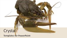  Presentation with alive - Amazing slides having big alive river crayfish isolated backdrop and a yellow colored foreground