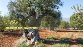  Presentation with olive tree - Amazing PPT theme having big-ancient-olive-tree backdrop and a tawny brown colored foreground