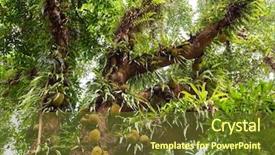  Presentation with fruit tree - PPT theme featuring big and old jack fruit background and a tawny brown colored foreground