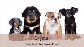  Presentation with dachshund - Audience pleasing PPT theme consisting of big and small dog dachshund backdrop and a coral colored foreground