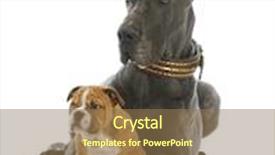  Presentation with english bulldog - Presentation theme having small dog - great dane background and a coral colored foreground