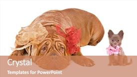  Presentation with sad dog abandoned dogs - Cool new presentation design with big and small dogs - french backdrop and a coral colored foreground