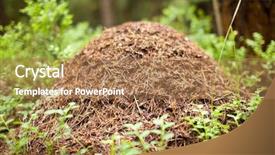  Presentation with ant - Presentation featuring big anthill with colony background and a coral colored foreground