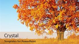  Presentation with oak tree - PPT layouts featuring big autumn oak tree background and a gold colored foreground