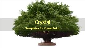  Presentation with tree roots - Audience pleasing PPT theme consisting of big banyan tree isolated backdrop and a tawny brown colored foreground