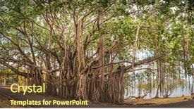  Presentation with banyan tree - Presentation design consisting of big banyan tree mauritius island background and a tawny brown colored foreground