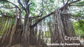  Presentation with banyan tree - Presentation theme enhanced with big-banyan-tree-on-sri background and a  colored foreground