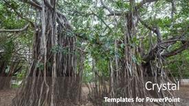  Presentation with banyan tree - PPT layouts consisting of big-banyan-tree-on-sri background and a dark gray colored foreground