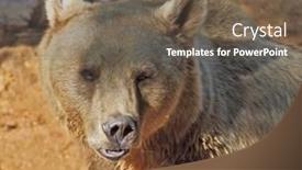  Presentation with safari - Theme enhanced with big bear posing for visitors in the park - safari in tel aviv background and a violet colored foreground