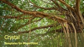 Presentation with banyan tree - Slides featuring big beautiful banyan tree background and a tawny brown colored foreground