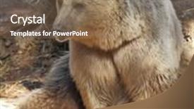  Presentation with bear mountian - Audience pleasing slides consisting of big-beautiful-bear-poses backdrop and a coral colored foreground