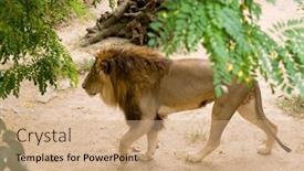  Presentation with male lion - 