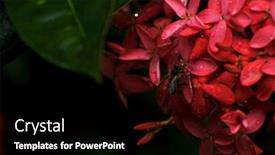  Presentation with javanese - Presentation featuring big-bee-on-a-red background and a black colored foreground