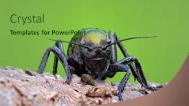  Presentation with cricket - Cool new PPT layouts with big-bellied-cricket-one backdrop and a seafoam green colored foreground